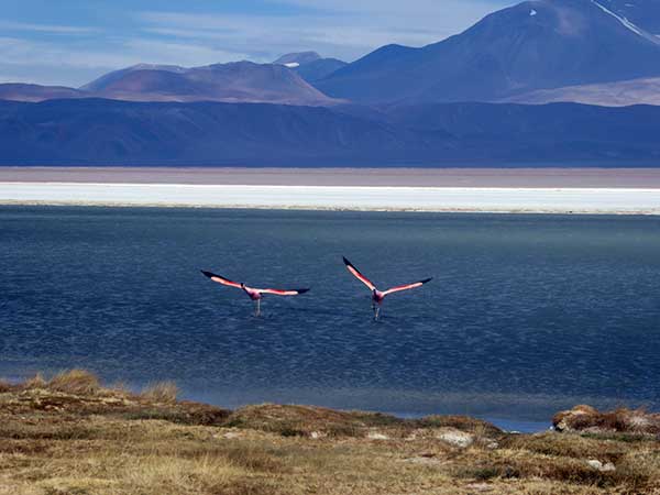 ojos del salado laguna verde
